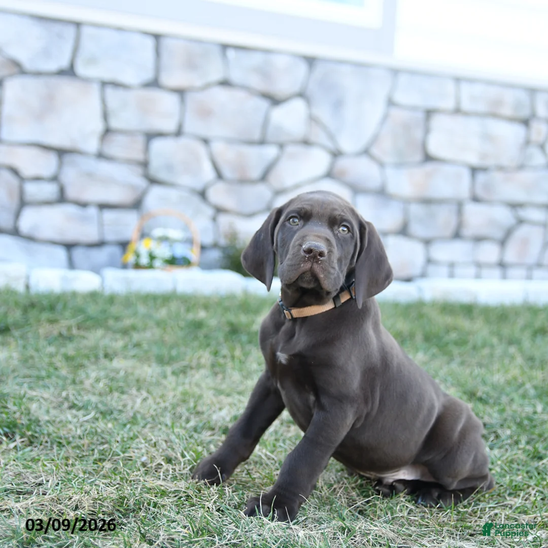 German Shorthaired Pointer dogs for sale: Tucker - Ad 1