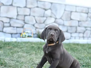 German Shorthaired Pointer dogs for sale: Tucker - Ad 2