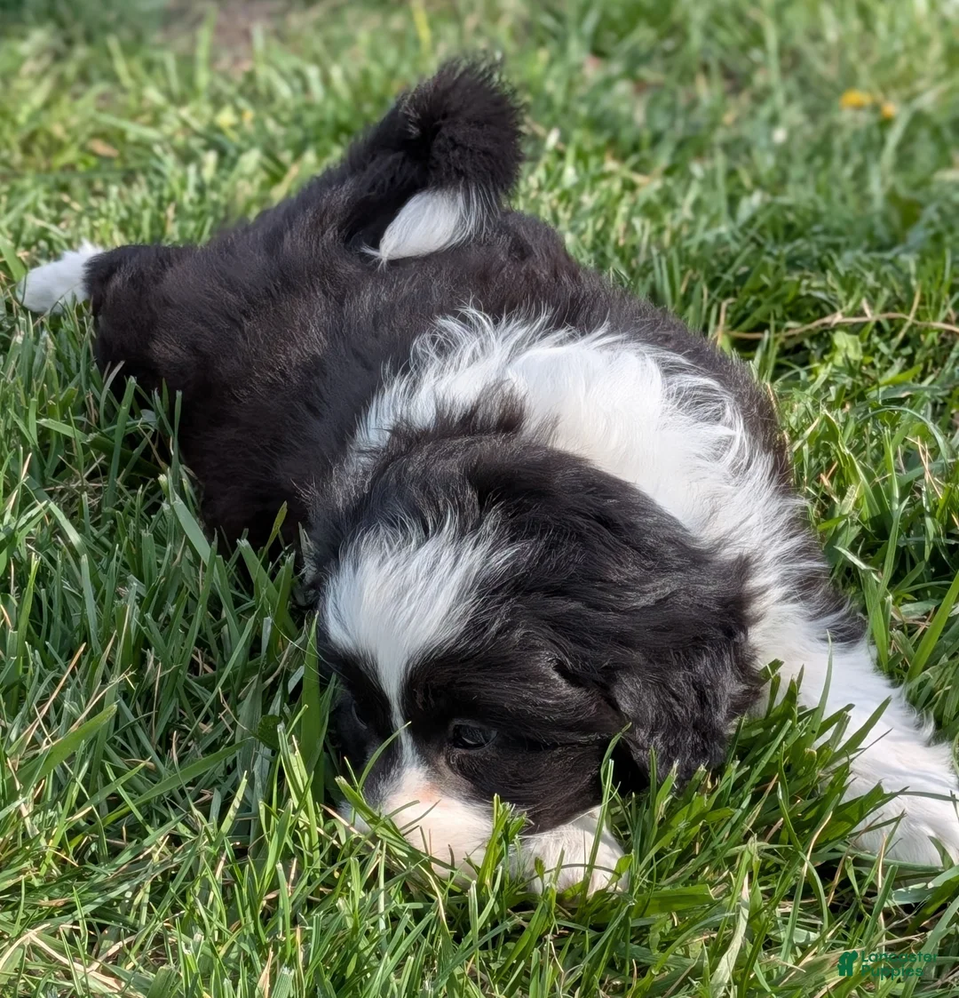 Aussiedoodle dogs for sale: Aussiedoodle Puppy 5 - Ad 2