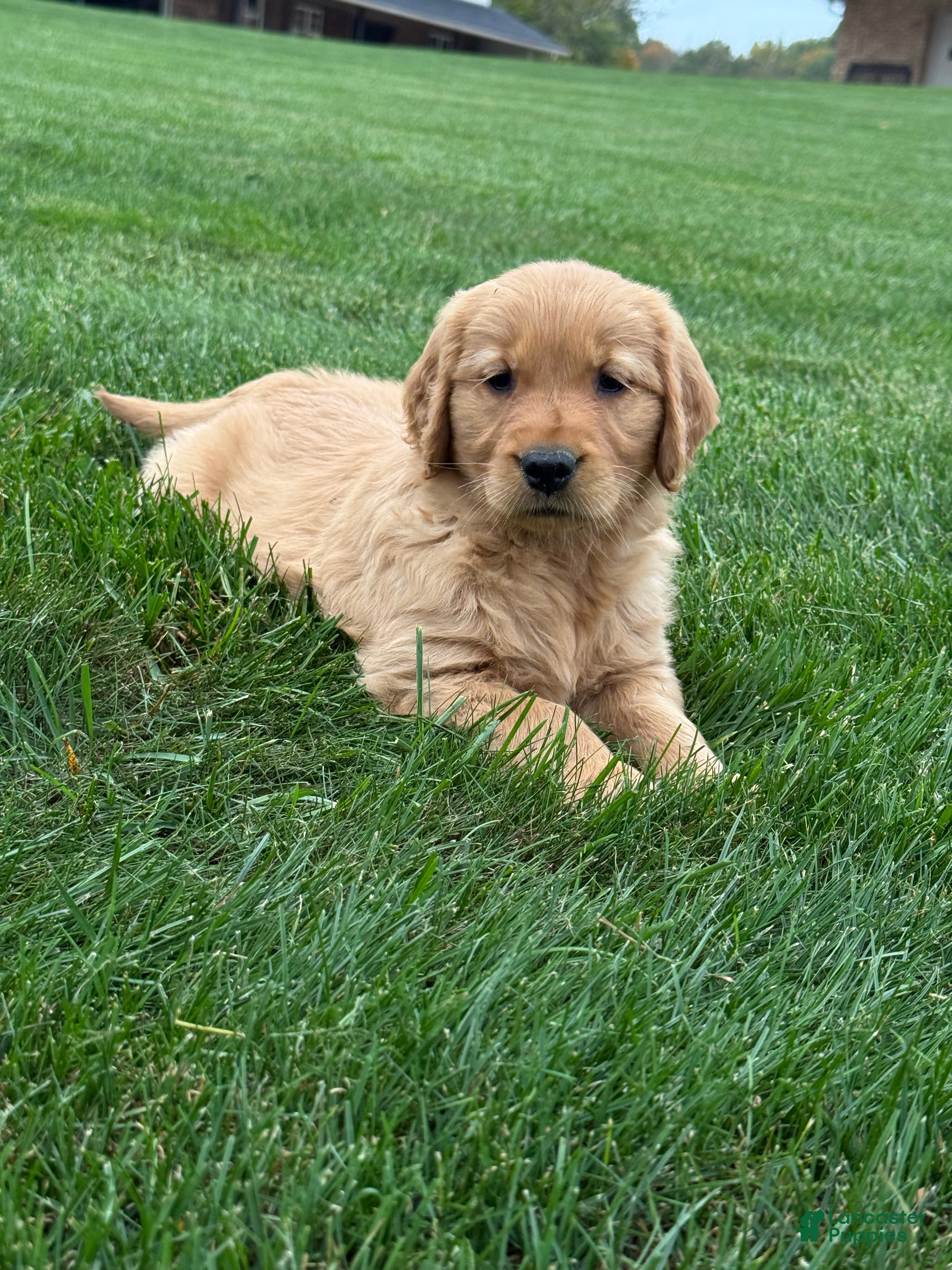 Golden Retriever dogs Zena - Ad 1