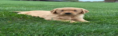 Zena