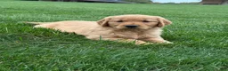 Golden Retriever dogs for sale: Zena - Ad 1