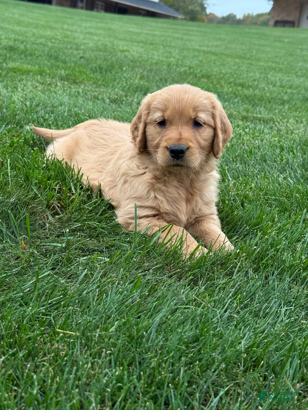 Golden Retriever dogs for sale: Zena - Ad 1