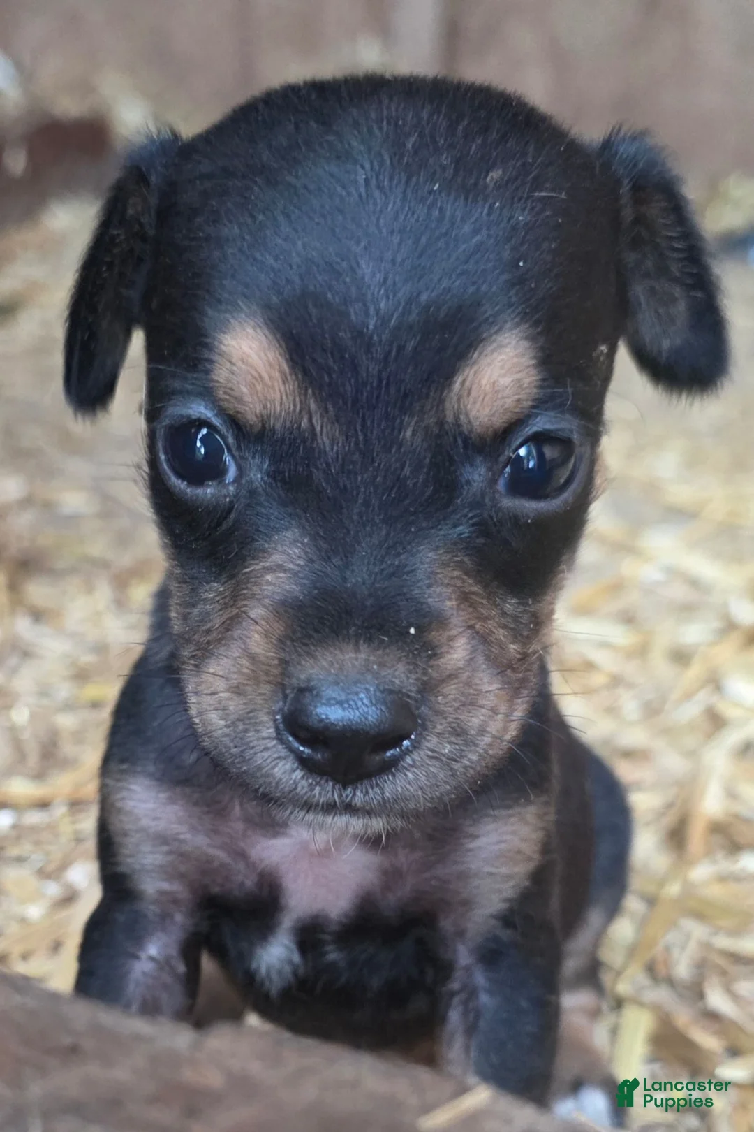 Mixed Breed dogs for sale: Mixed Breed 2 - Ad 2