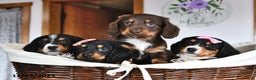 Miniature Dachshund dogs for sale: Sally - Ad 5