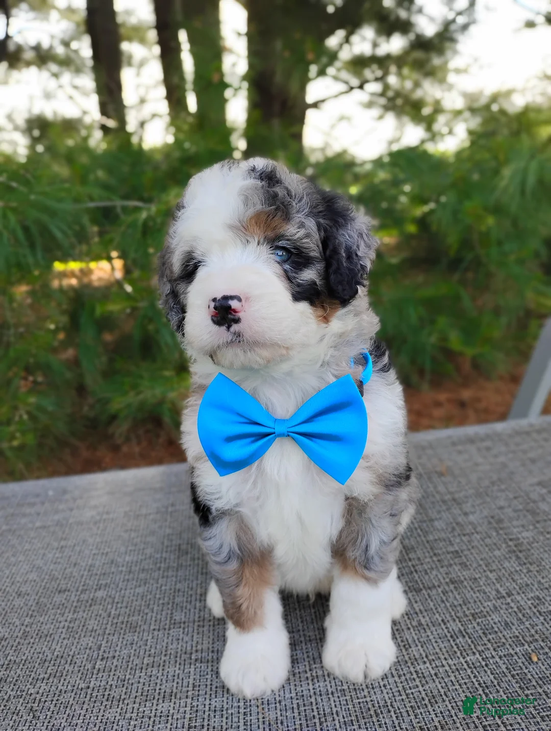 Bernedoodle dogs for sale: Cooper - Ad 1