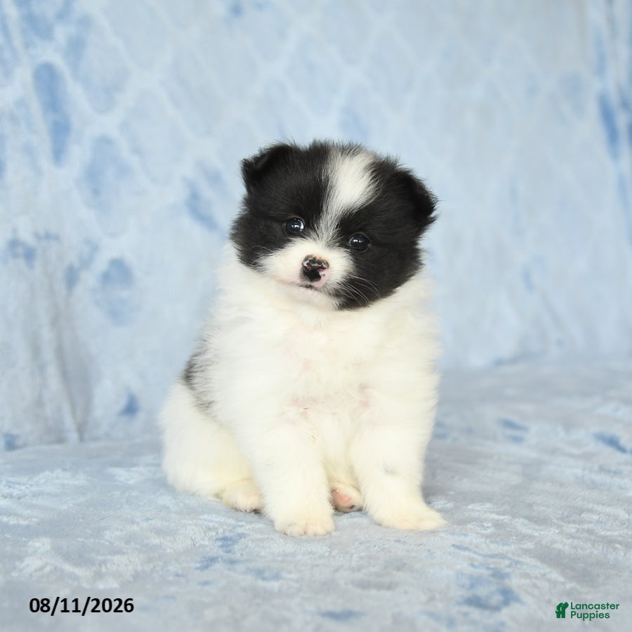 Pomeranian dogs Carly - Ad 1
