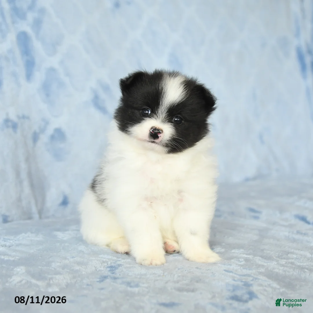 Pomeranian dogs for sale: Carly - Ad 1