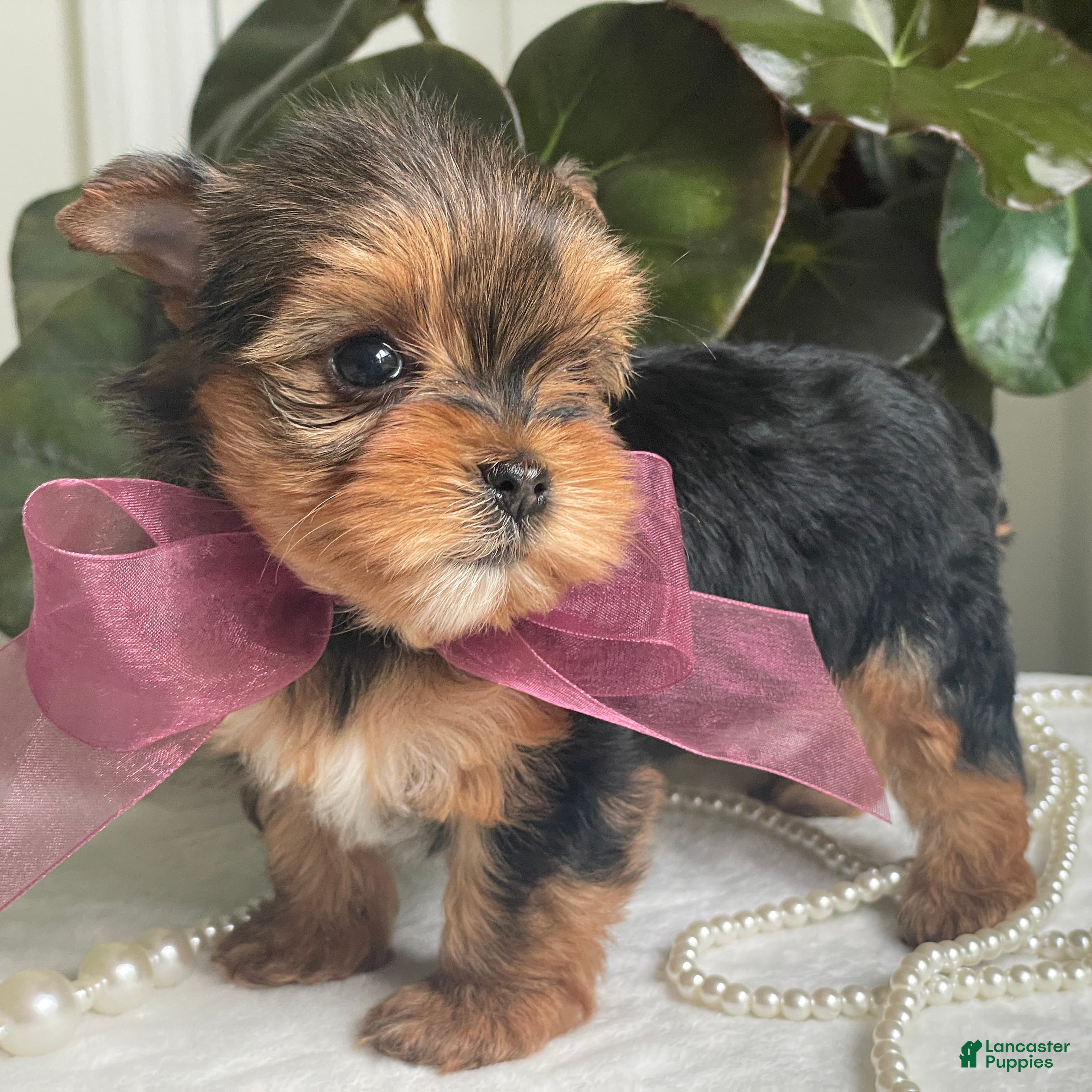 Biewer Terrier dogs Inka - Ad 1