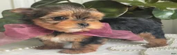 Biewer Terrier dogs for sale: Inka - Ad 1