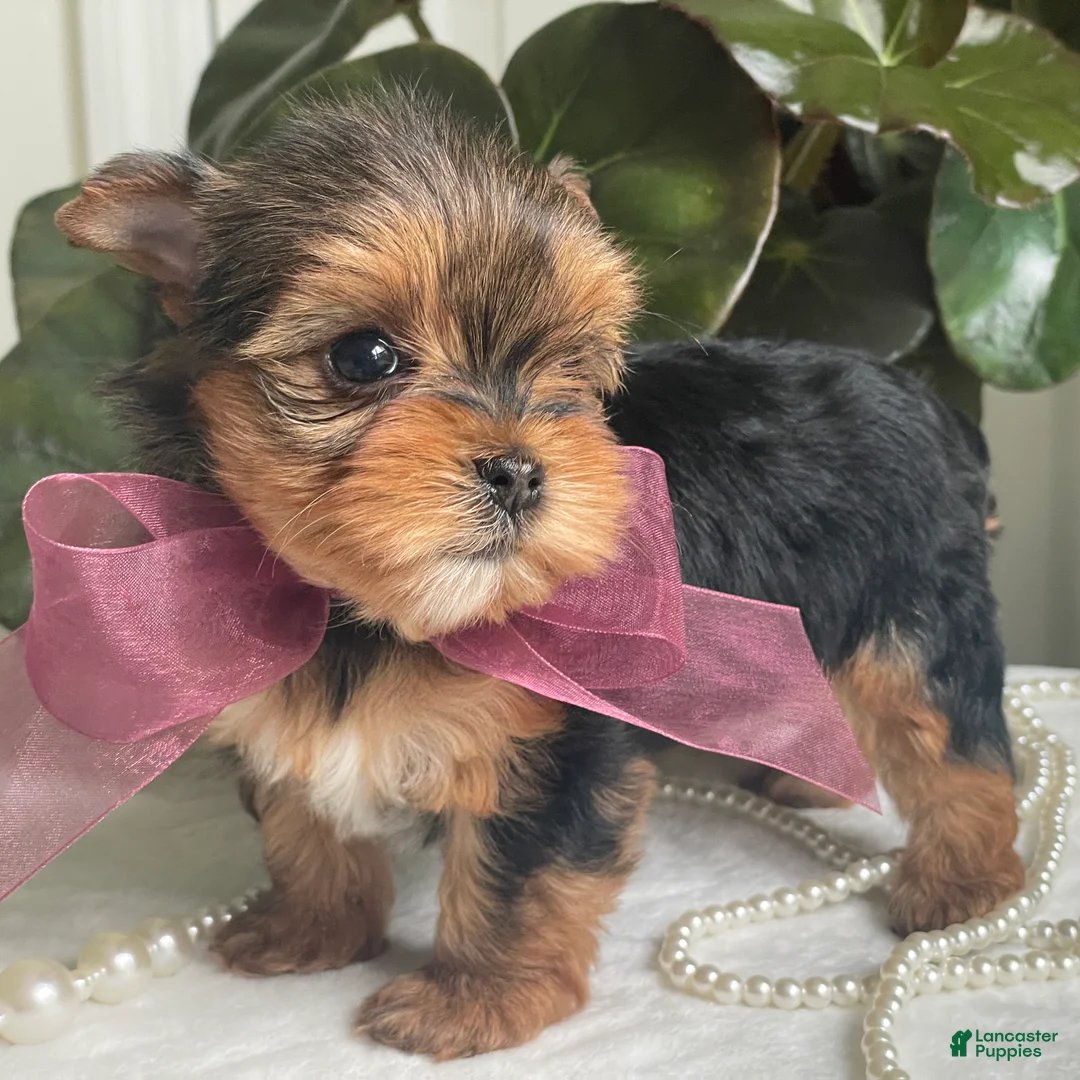 Biewer Terrier dogs for sale: Inka - Ad 1