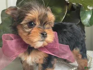 Biewer Terrier dogs for sale: Inka - Ad 4