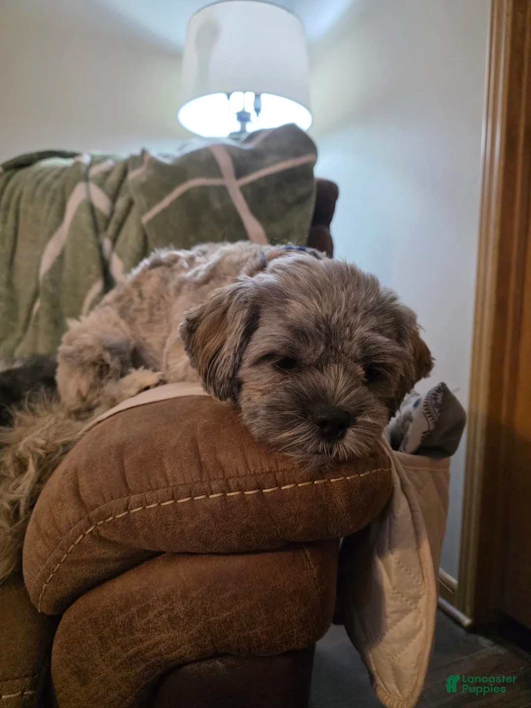 Mixed Breed dogs for sale: Mixed Breed Puppy 1 Henry - Ad 2