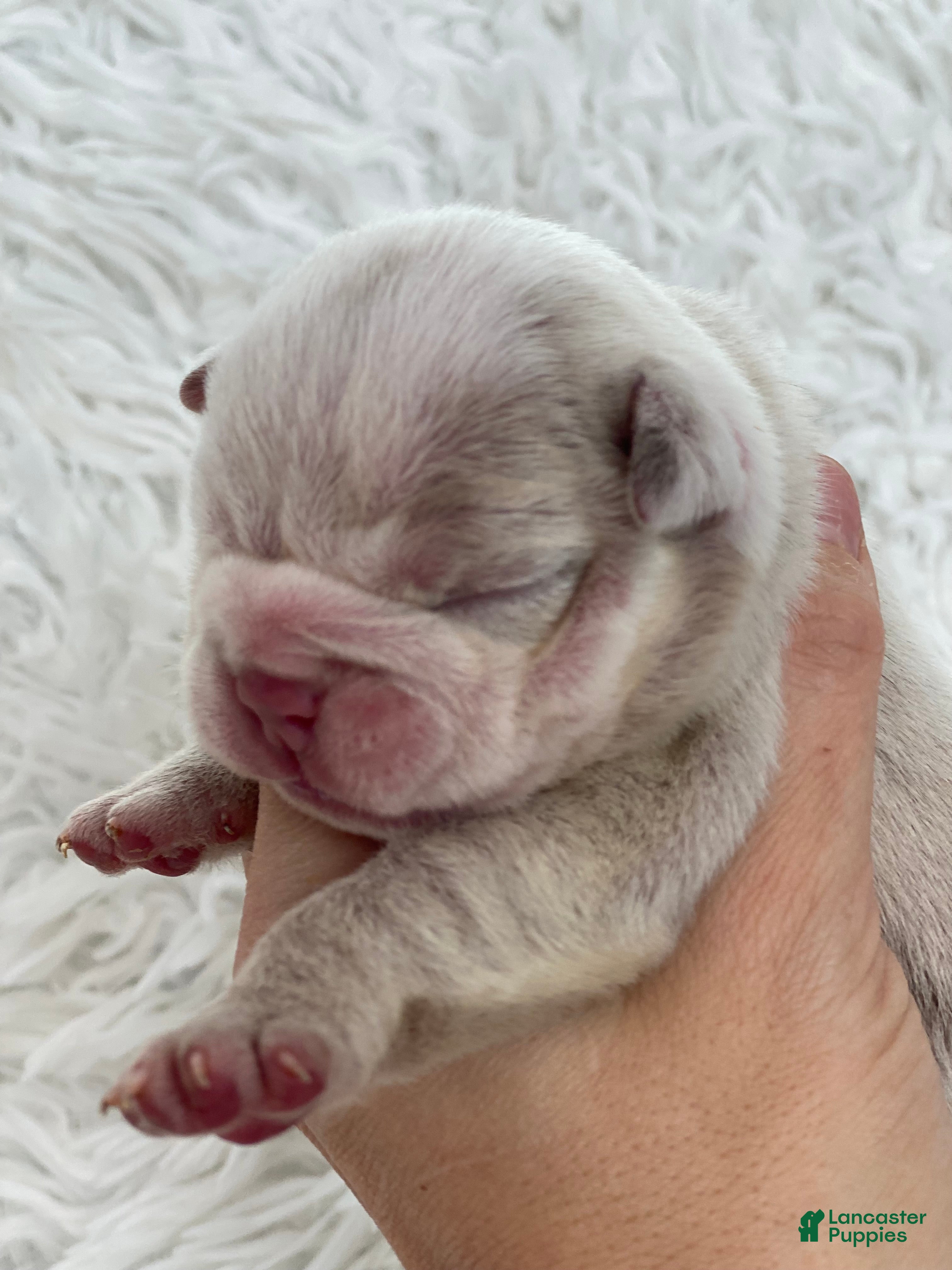 English Bulldog dogs Esmeralda - Ad 29