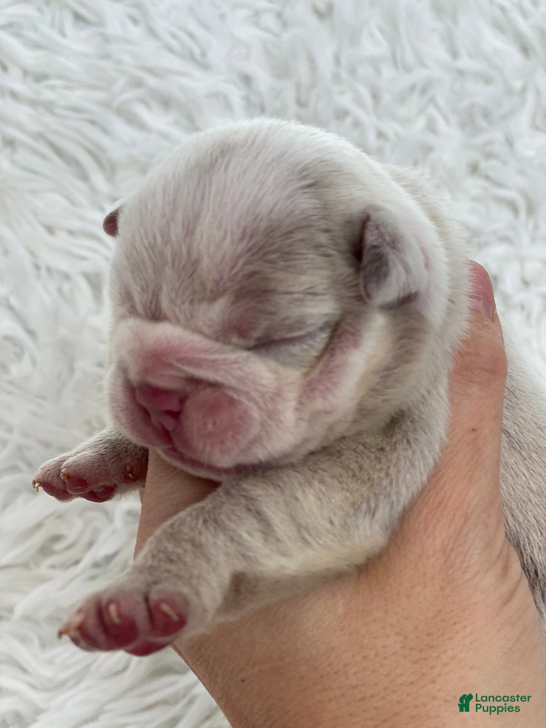 English Bulldog dogs for sale: Esmeralda - Ad 1