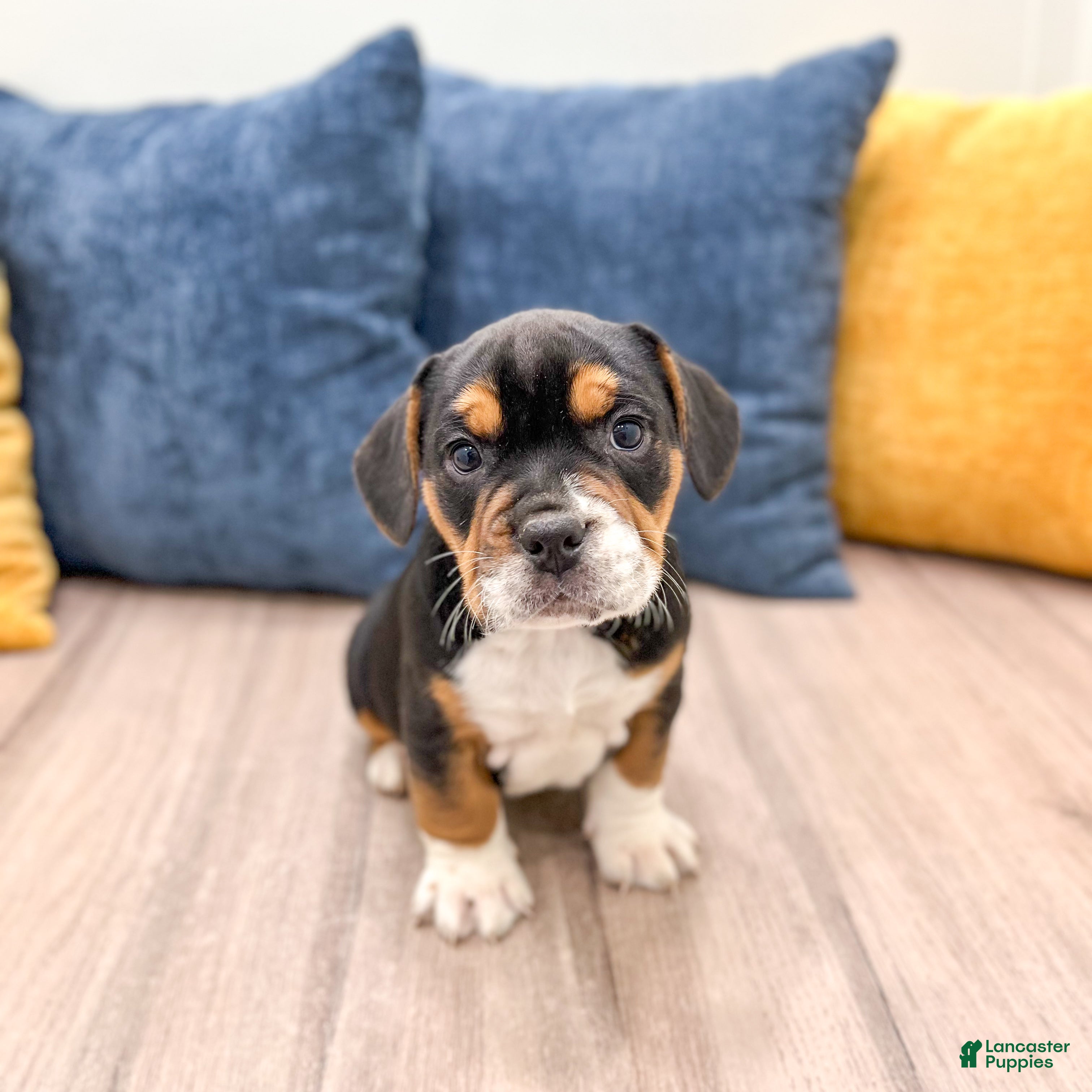 Mixed Breed dogs Grady - Ad 1