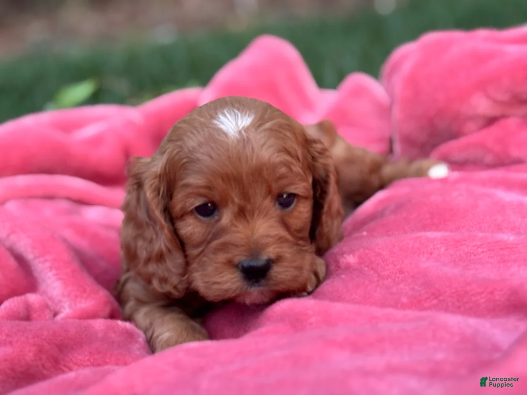 Cockapoo dogs for sale: Pete - Ad 4