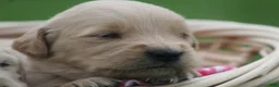 Golden Retriever dogs for sale: Daisy  - Ad 1