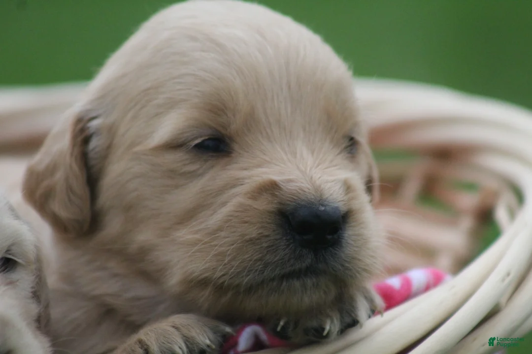 Golden Retriever dogs for sale: Daisy  - Ad 1