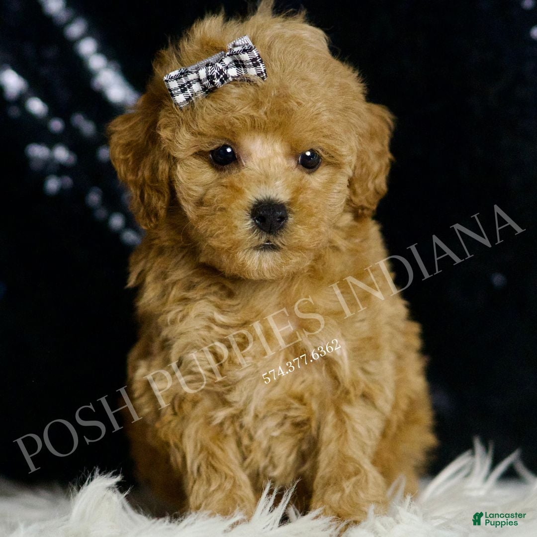 Toy Poodle dogs Rum - Ad 33