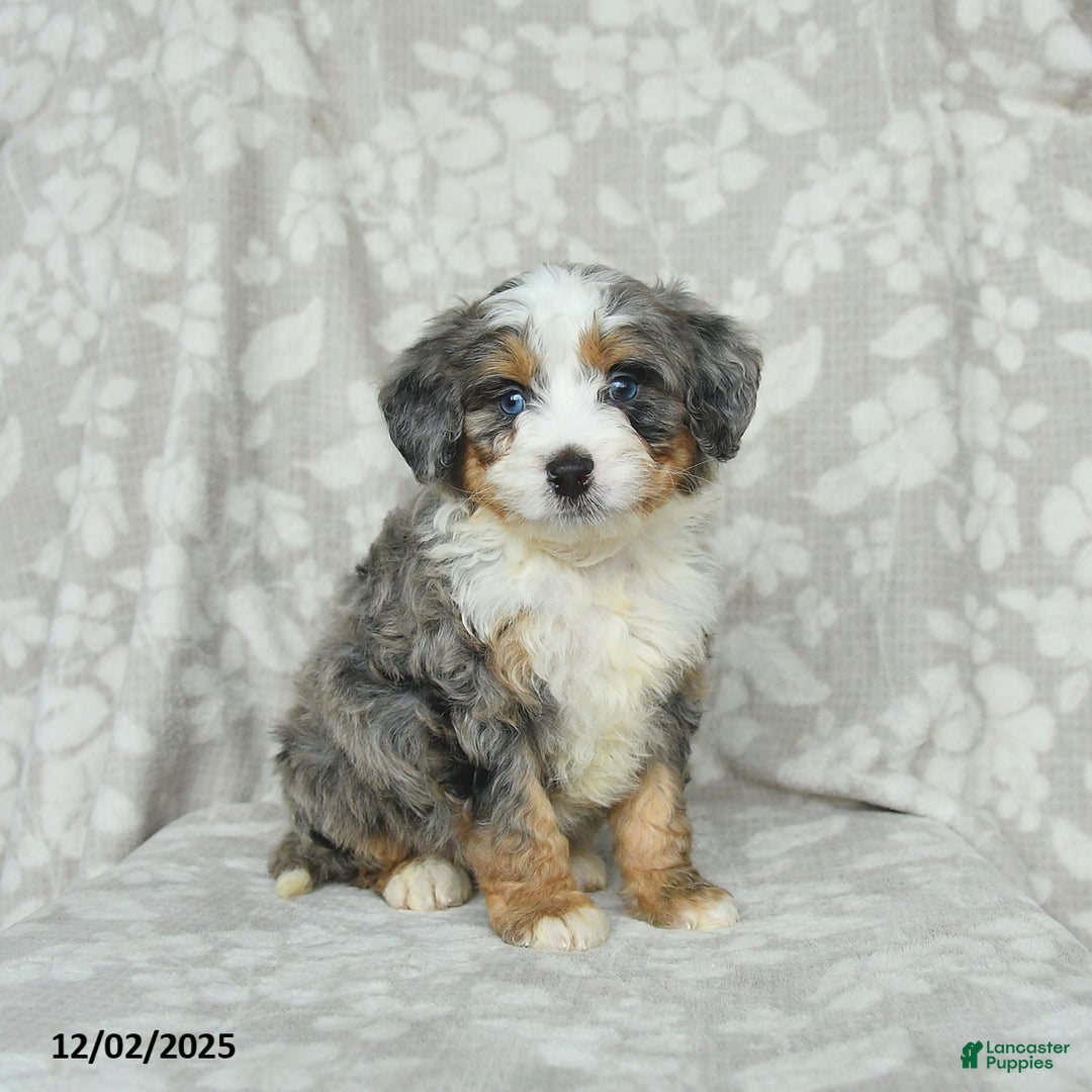 Mini Bernedoodle dogs for sale: Tommie - Ad 3