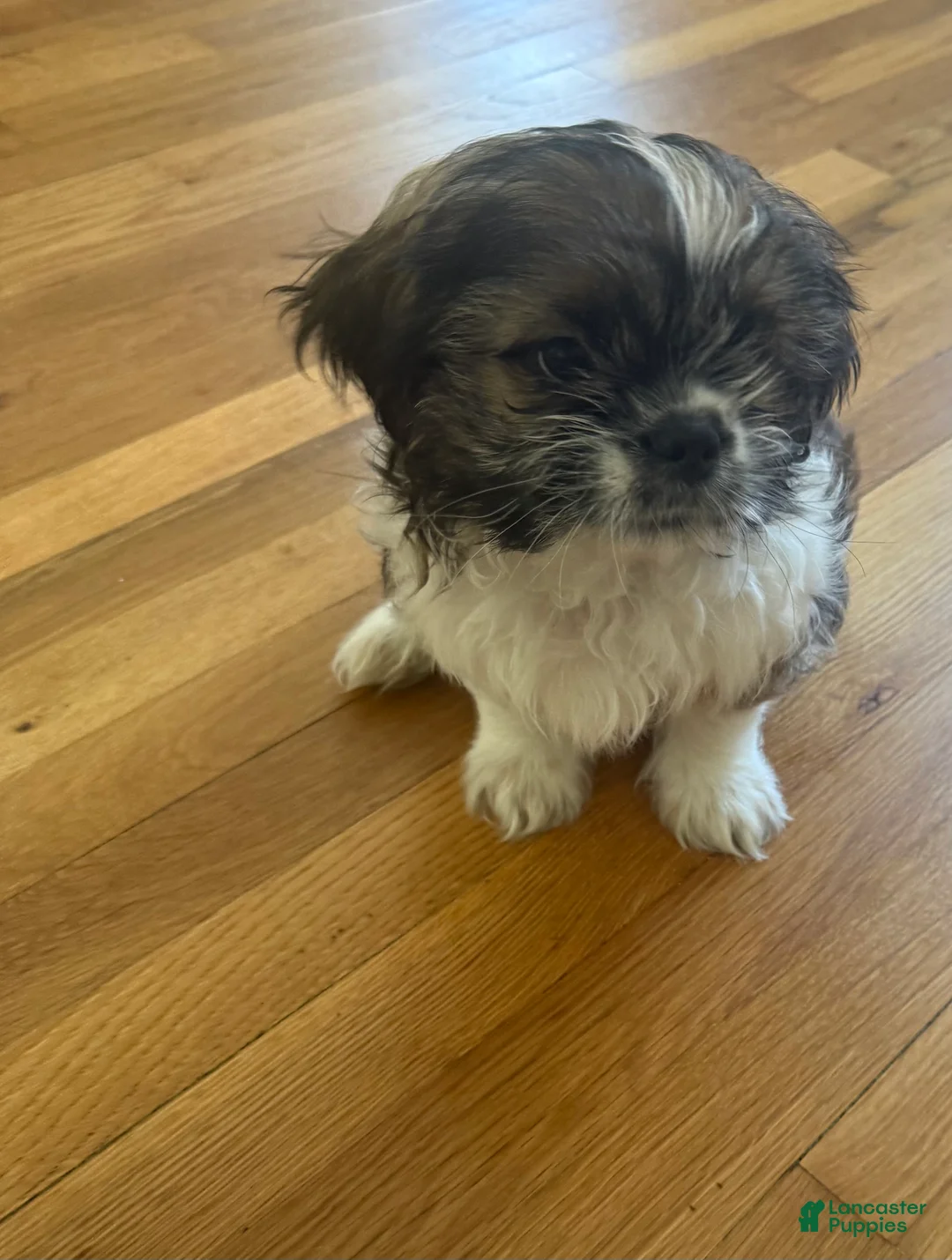 Shih Tzu dogs for sale: Louie  - Ad 1