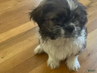 Shih Tzu dogs for sale: Louie - Ad 2