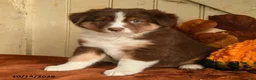 Australian Shepherd dogs for sale: Rosie - Ad 5