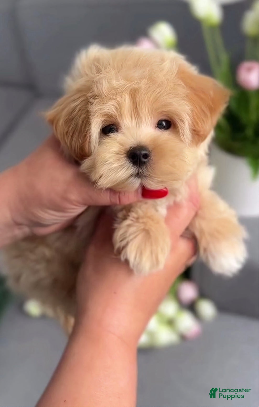 Maltipoo dogs Little Gwen - Ad 3