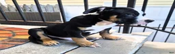 American Bully dogs for sale: "BIGGIE SMALLZ" BLACK TRI COLOR - Ad 2
