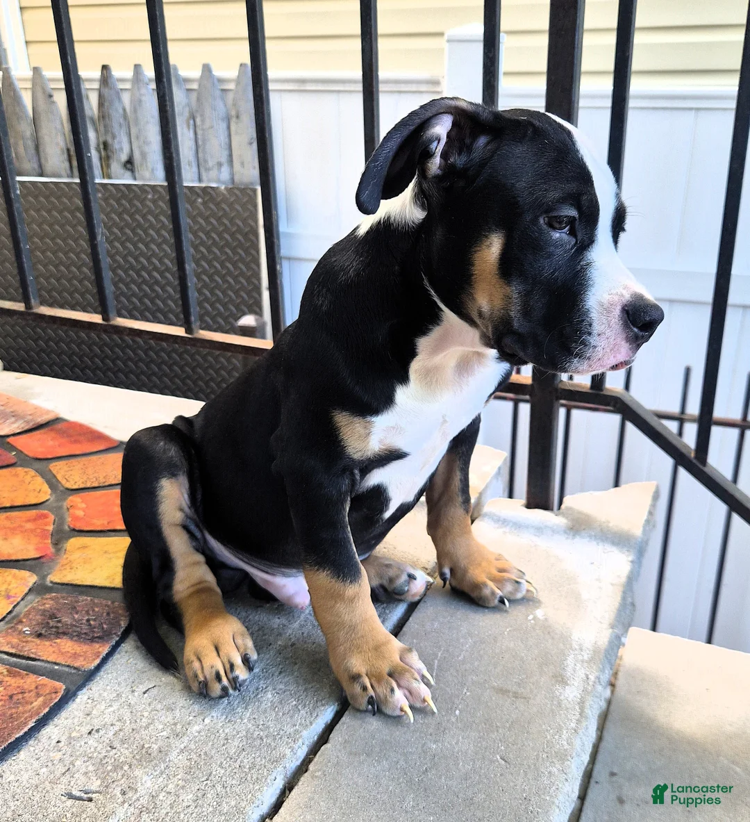 American Bully dogs for sale: "BIGGIE SMALLZ" BLACK TRI COLOR - Ad 2