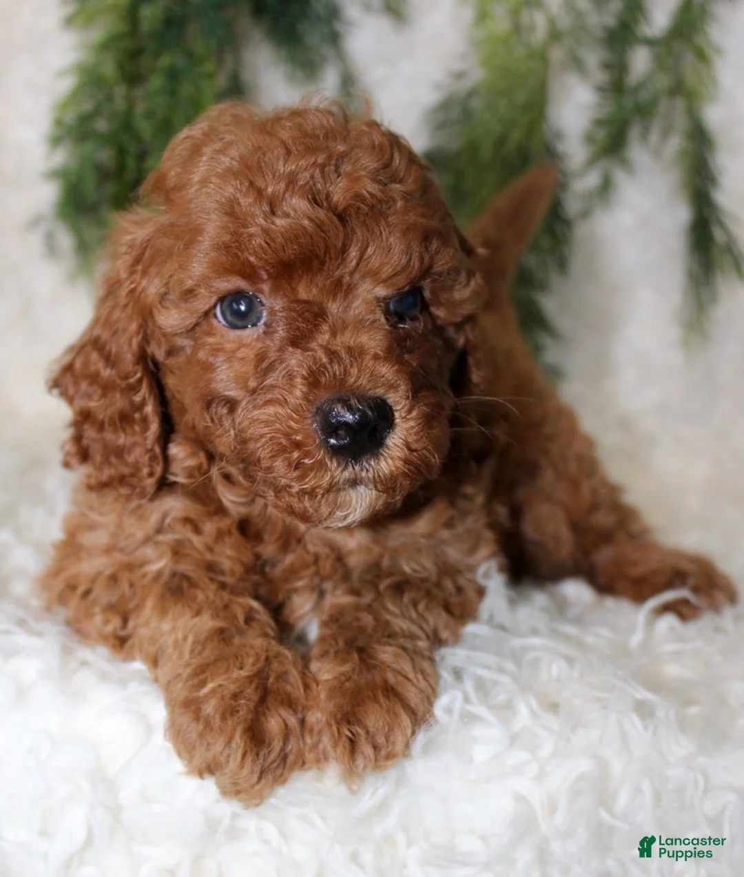 Cavapoo dogs for sale: Cavapoo 3 - Ad 2