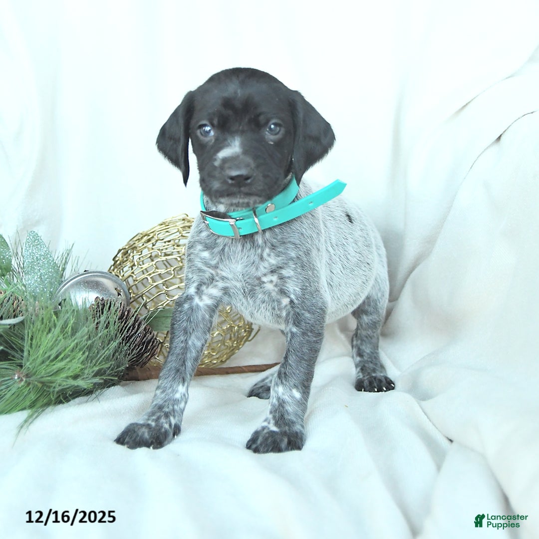 German Shorthaired Pointer dogs for sale: Delilah - Ad 2