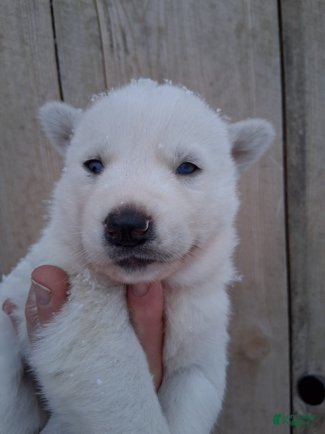 Siberian Husky dogs for sale: Snow White  - Ad 4