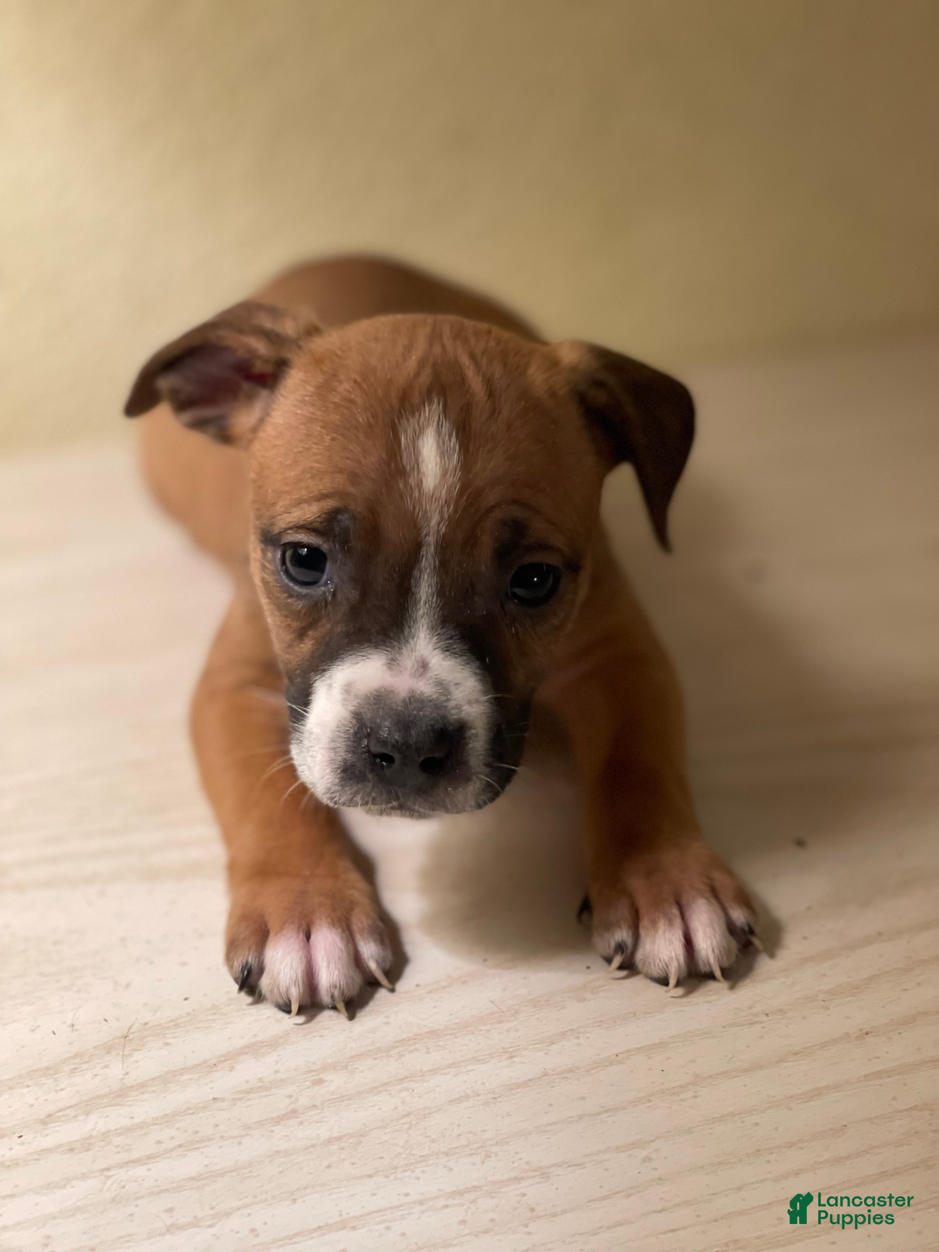 American Pit Bull Terrier dogs American Pit Bull Terrier Puppy 3 - Ad 22