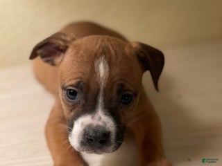 American Pit Bull Terrier dogs American Pit Bull Terrier Puppy 3 - Ad 29