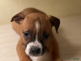 American Pit Bull Terrier dogs American Pit Bull Terrier Puppy 3 - Ad 29