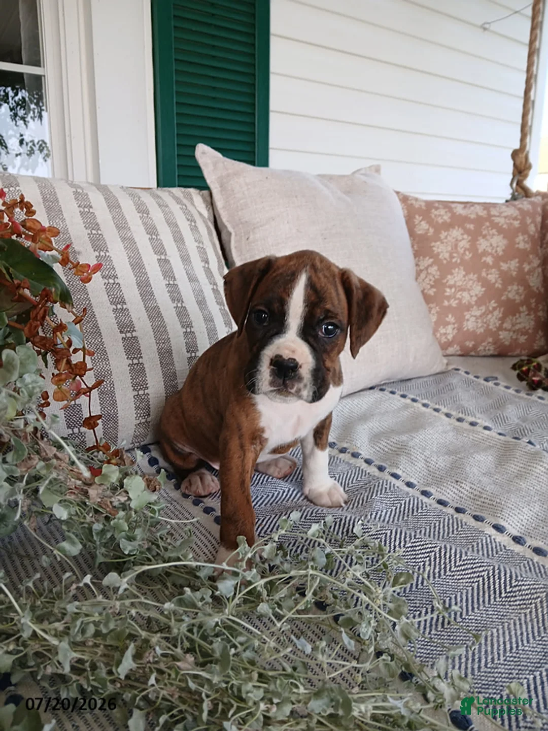 Boxer dogs for sale: Dante - Ad 1