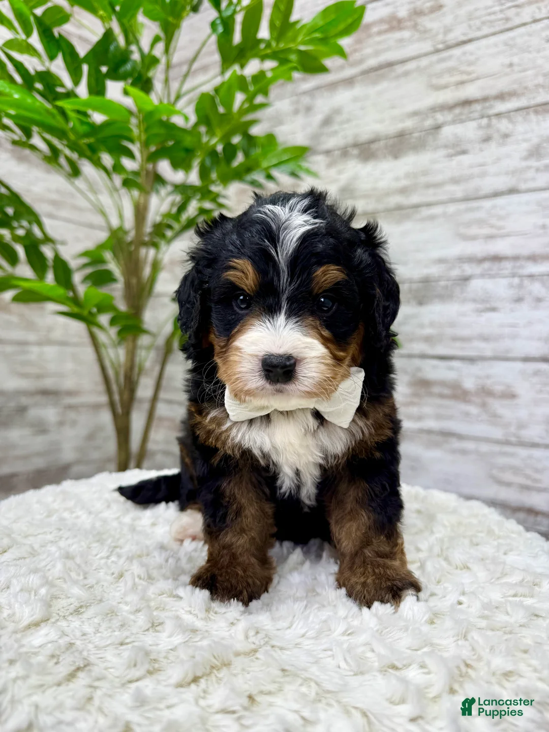 Mini Bernedoodle dogs for sale: 🎈Ace - Ad 6