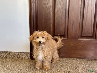 Maltipoo dogs Quinn - Ad 42