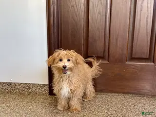 Maltipoo dogs Quinn - Ad 27