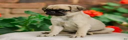 Pug dogs for sale: Snow  - Ad 3