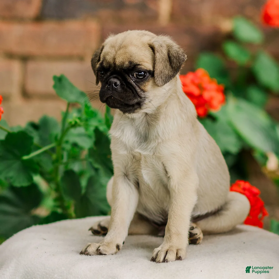 Pug dogs for sale: Snow  - Ad 3