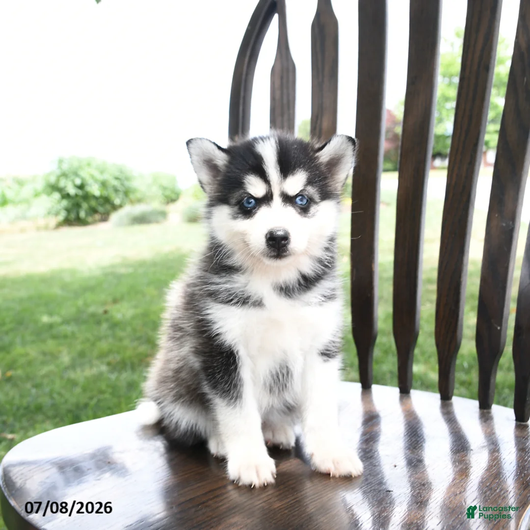 Pomsky dogs for sale: Aurora - Ad 1