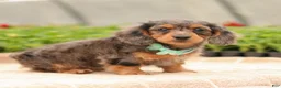 Miniature Dachshund dogs for sale: Cupid - Ad 4