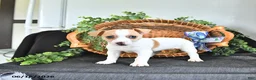 Jack Russell Terrier dogs for sale: Treva - Ad 3