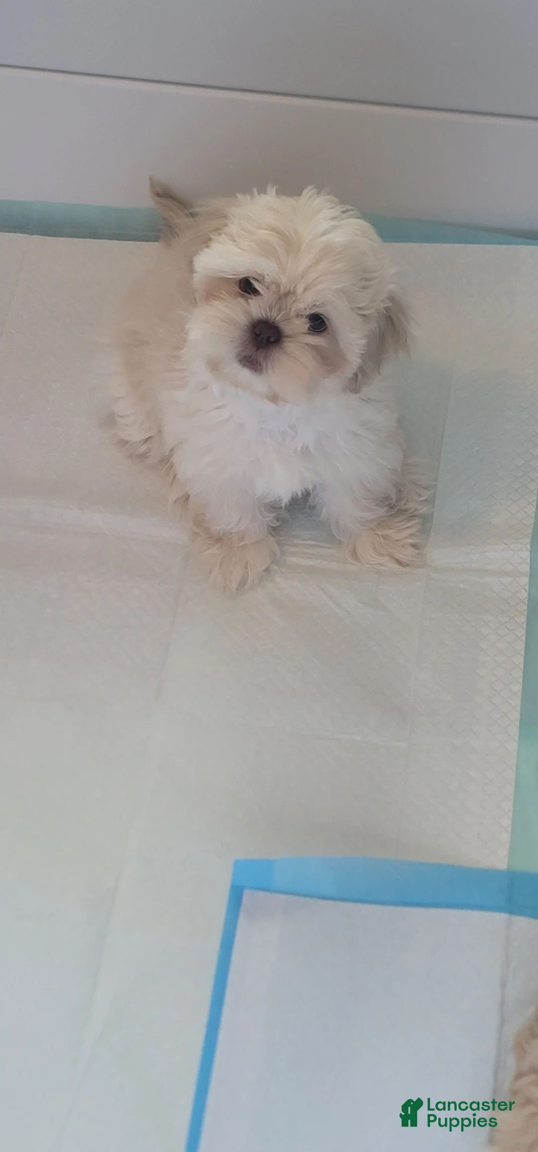 Shih Tzu dogs for sale: Shih Tzu 2 - Ad 2