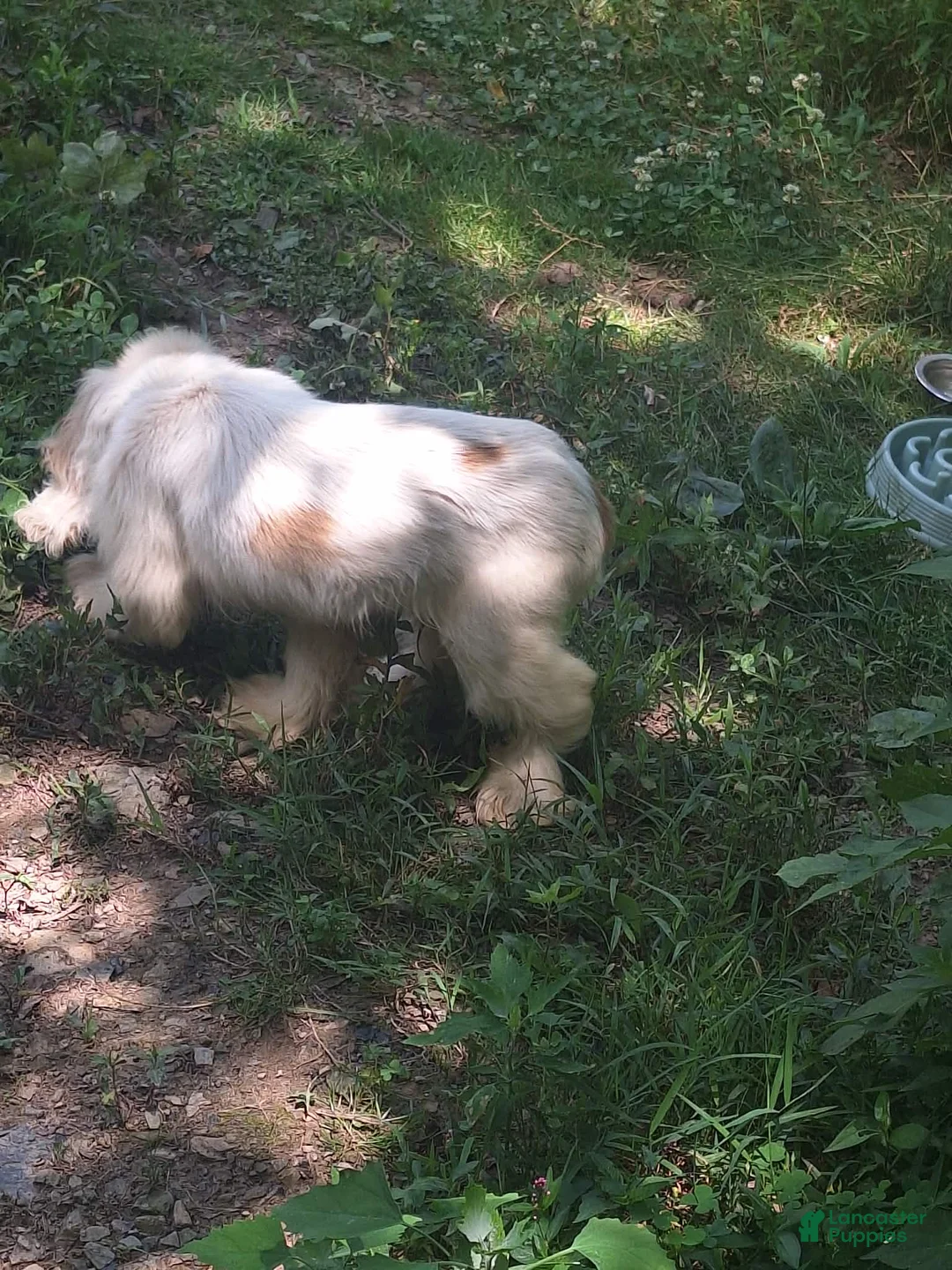 Cocker Spaniel dogs for sale: Biscuit  - Ad 3