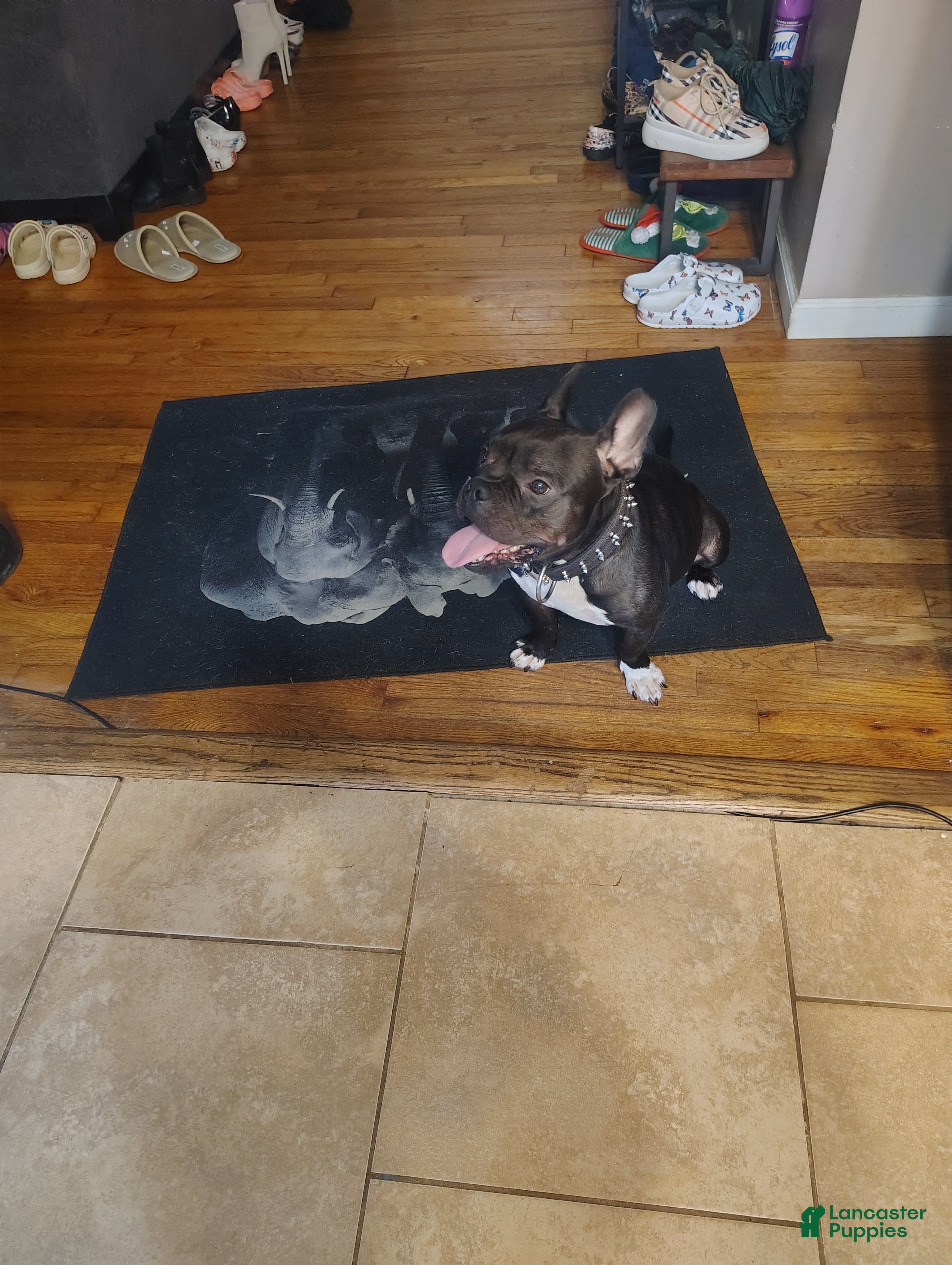 American Bully dogs Frenchie  - Ad 2