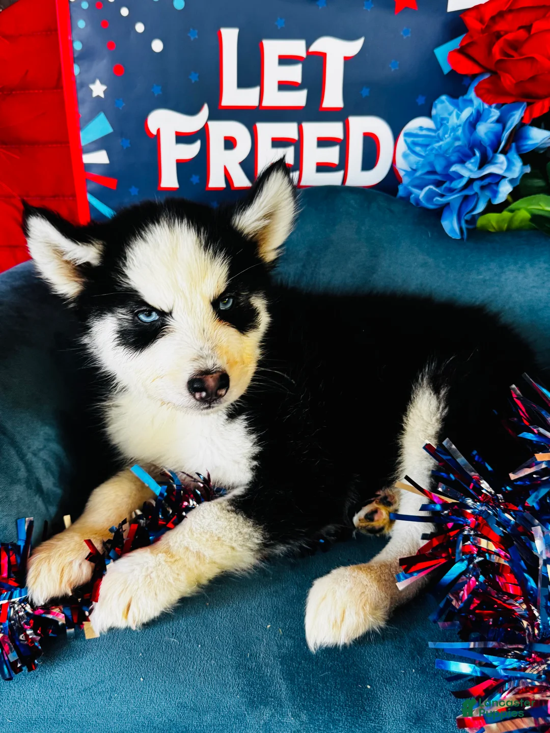 Siberian Husky dogs for sale: Rolex - Ad 2